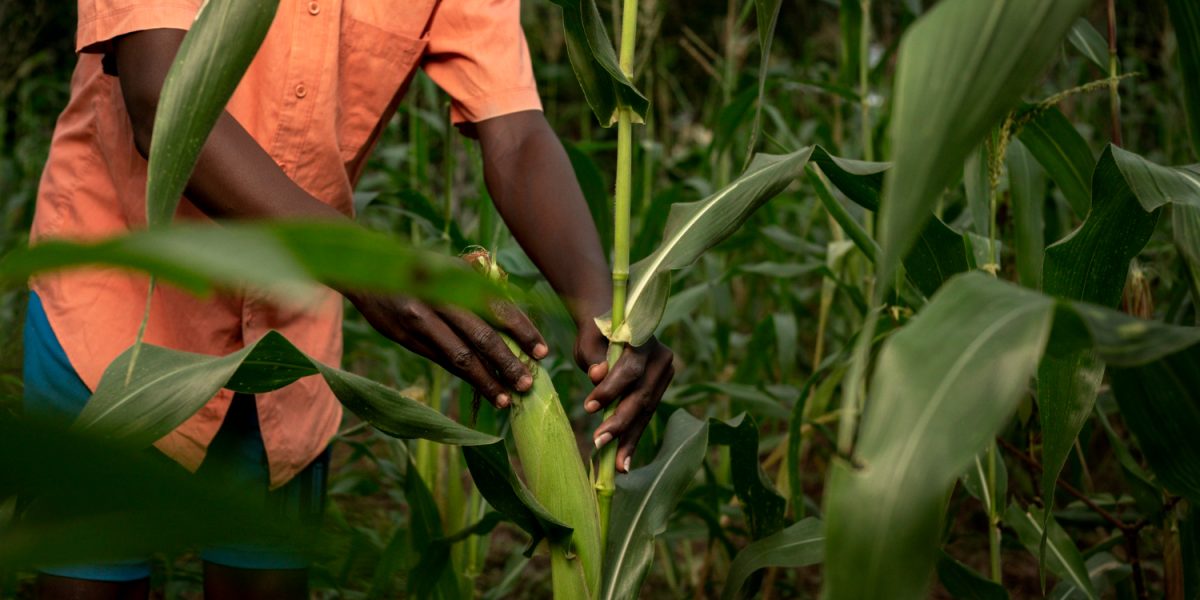 close-up-farmer-working-cornfield (1)